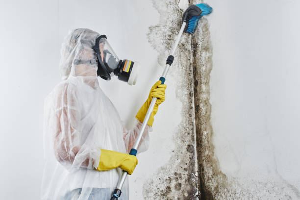 Home Mold Removal in Ardmore, TN