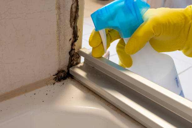 Professional Mold Removal in Ardmore, TN