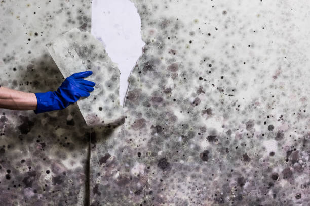 Best Fast Mold Removal  in Ardmore, TN
